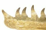 Mosasaur Jaw With Twenty Teeth - Oulad Abdoun Basin, Morocco #195777-2